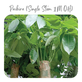 Plants Template-78