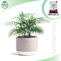 Java Palm Plant