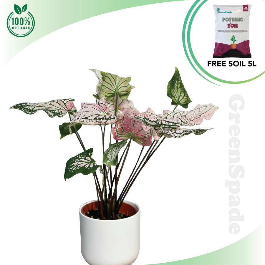 Caladium Thai Plant