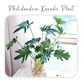 Plants Template