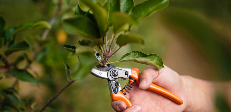 Tree Pruning