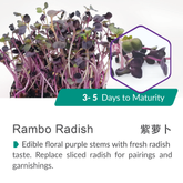 Rambo Radish-15