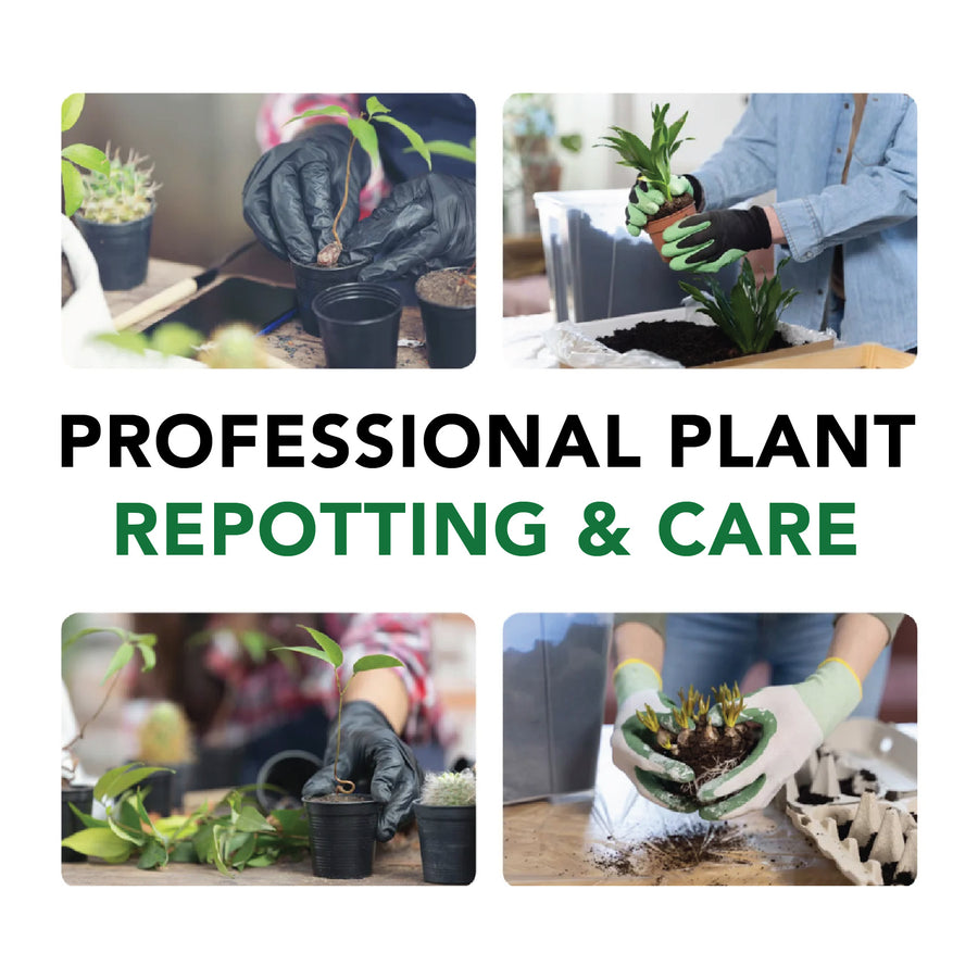 Repotting