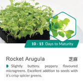 Rocket-Arugula-06