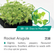 Rocket-Arugula-06