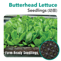 Seedling Butterhead Lettuce