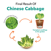 Seedlings Cabbage