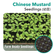 Seedling Chinese Mustard
