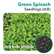 Seedling Green Spinach