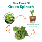 Seedling Green Spinach