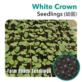 Seedling White Crown