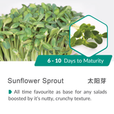 Sunflower Sprout-18