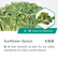 Sunflower Sprout-18