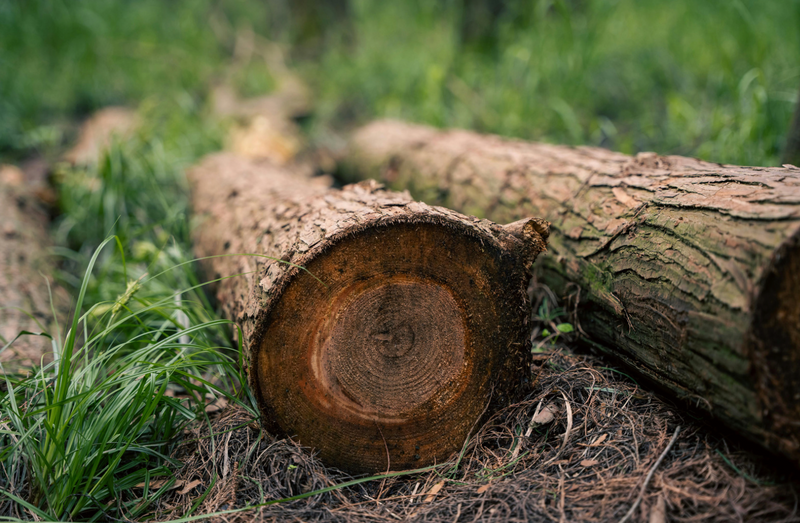 Tree Removal