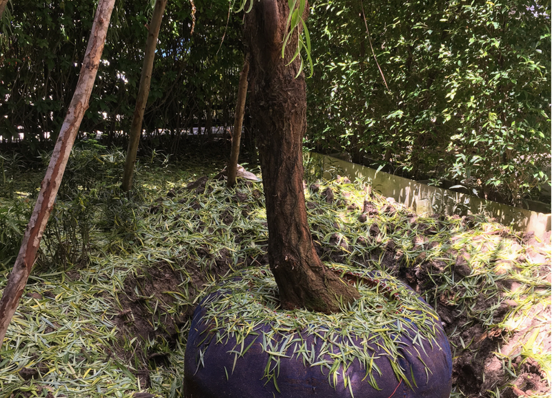Tree Transplanting