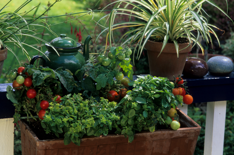 Urban Permaculture