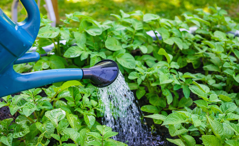 Watering Services