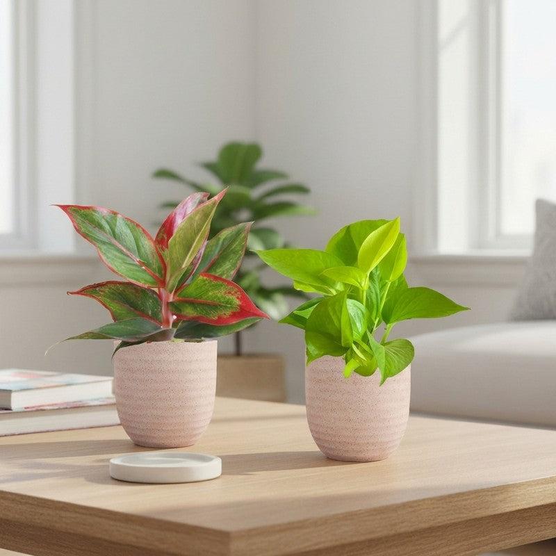 Tabletop Plants