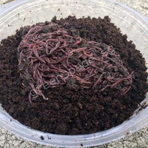 Composting Worms