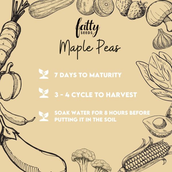 Maple Peas (Pea Sprout) Seeds