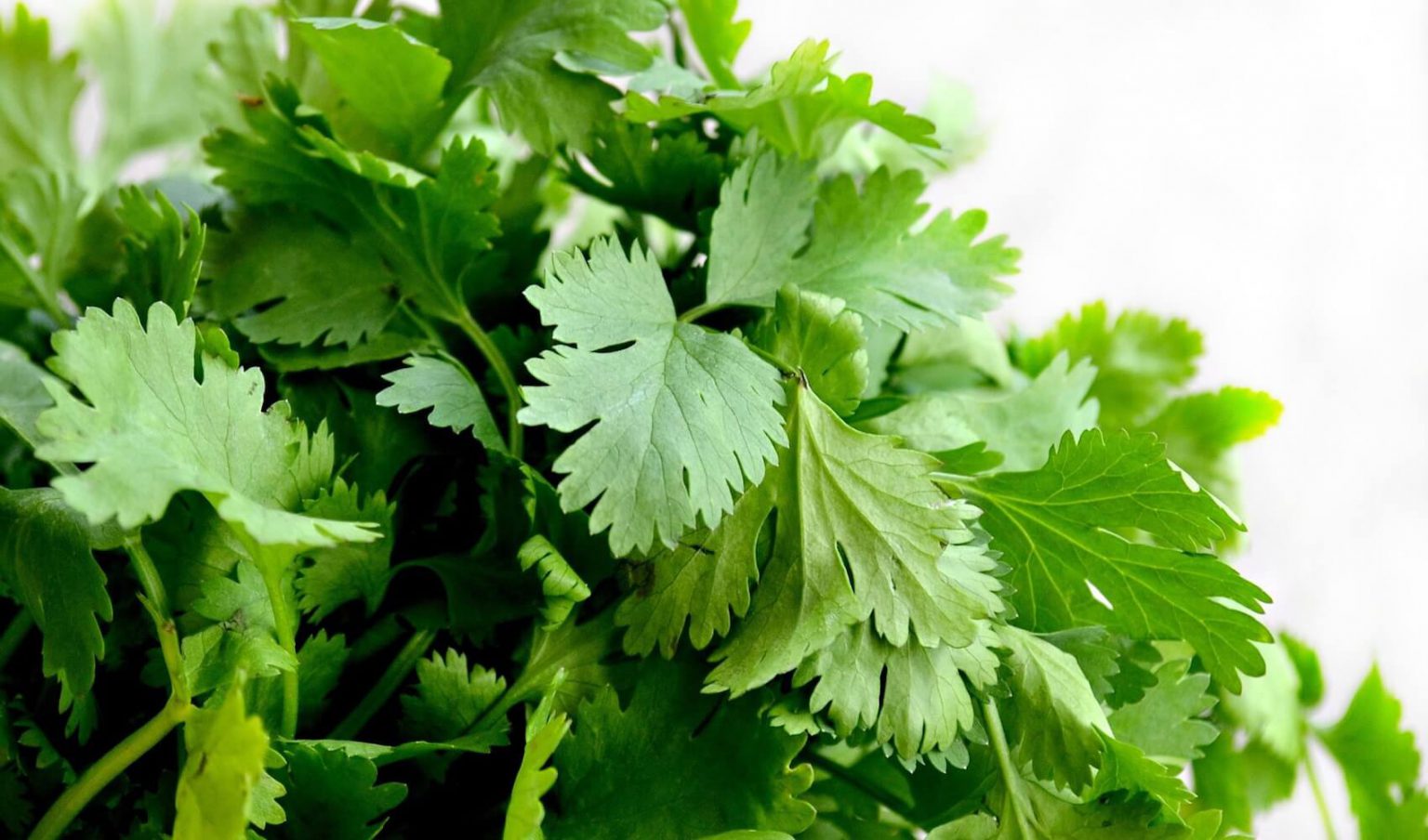The Formula to Growing Coriander Greenspade