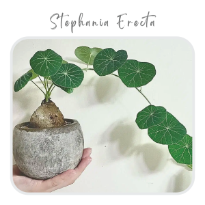 Stephania Erecta Plant