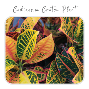 Codiaeum Croton Plant