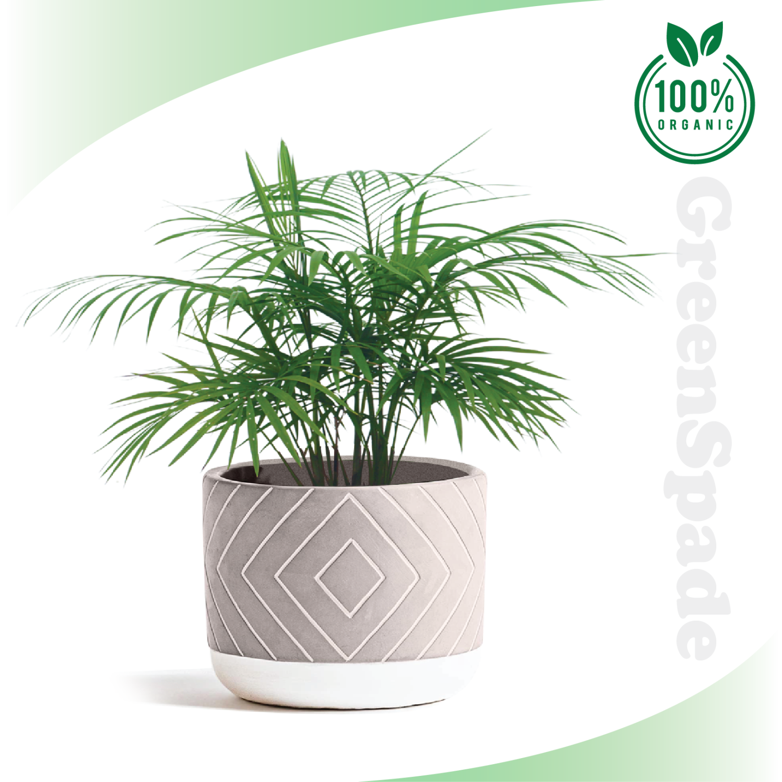 Java Palm Plant - Fresh Gardening Indoor Plant Outdoor Plants - Greenspade