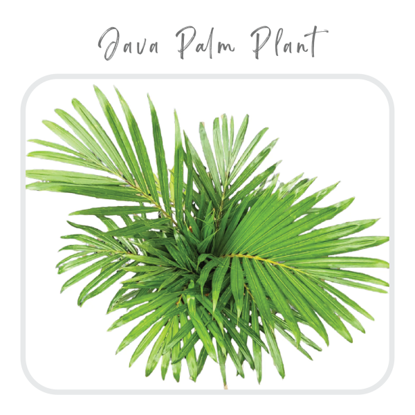 Java Palm Plant