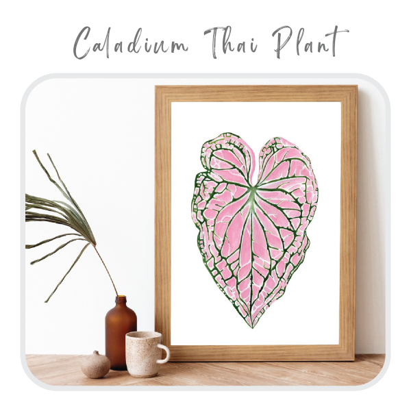 Caladium Thai Plant
