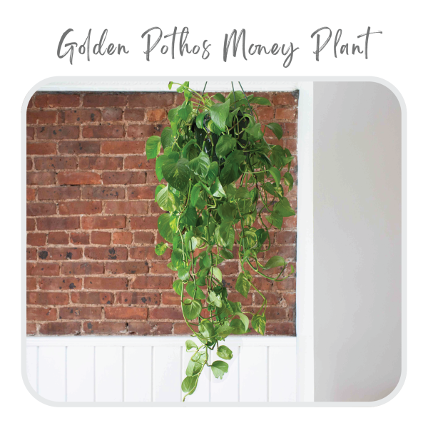 Golden Pothos Money Plant