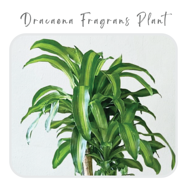 Dracaena Fragrans Plant
