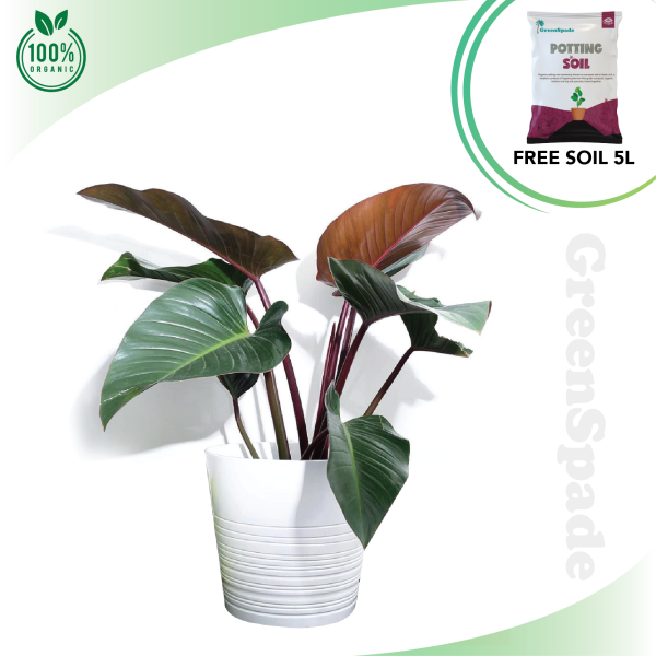 Philodendron Red Congo Plant