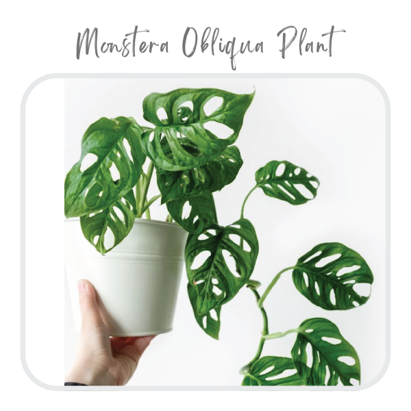 Monstera Obliqua Plant