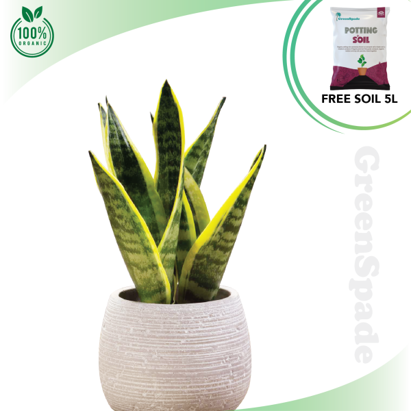 Sansevieria Super Bar Live Plant