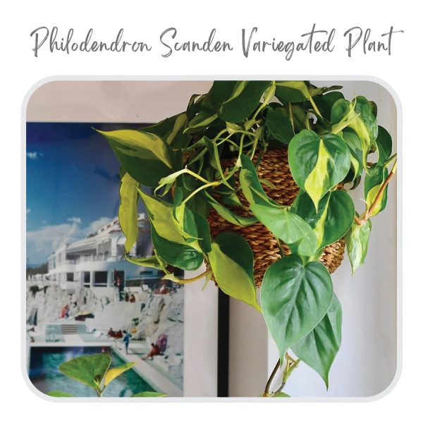 Philodendron Scanden Variegated Plant
