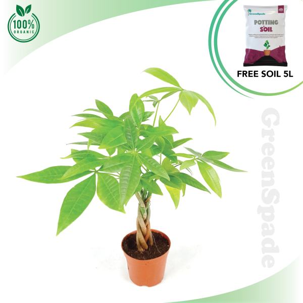 Pachira Aquatica Money Tree (Mini)