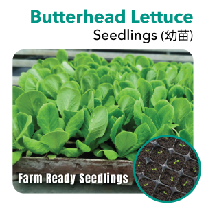 Seedling Butterhead Lettuce