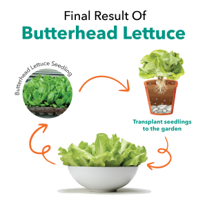 Seedling Butterhead Lettuce