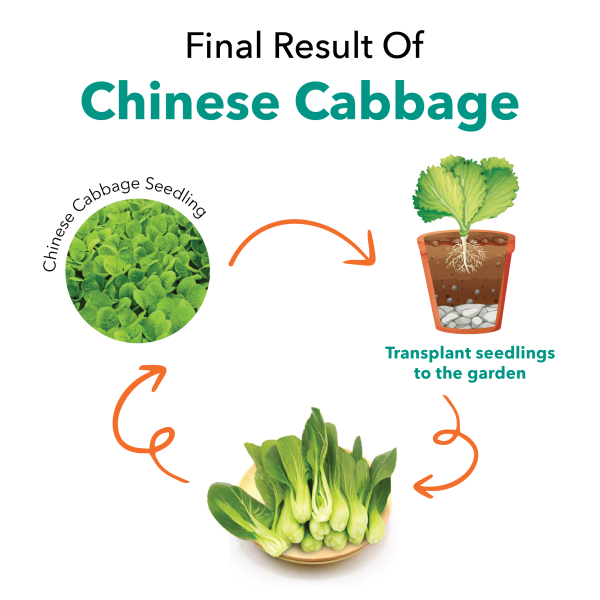 Seedlings Cabbage