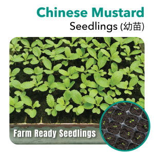 Seedling Chinese Mustard