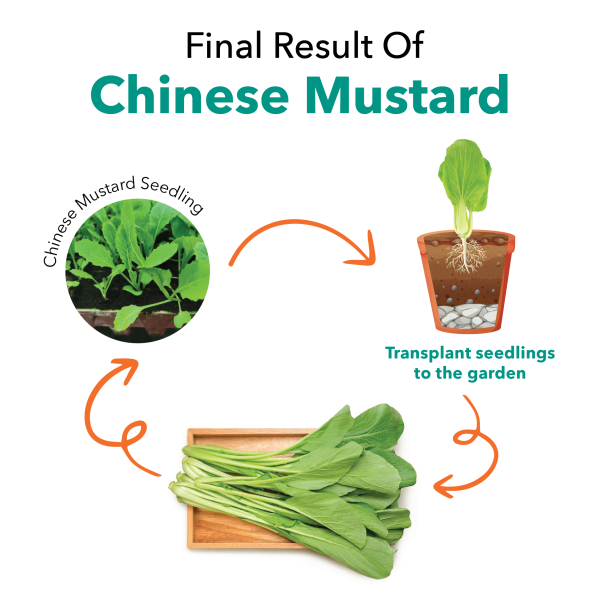 Seedling Chinese Mustard