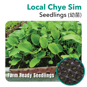 Seedling Chye Sim