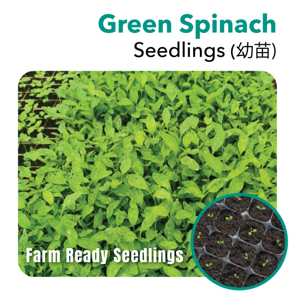 Seedling Green Spinach