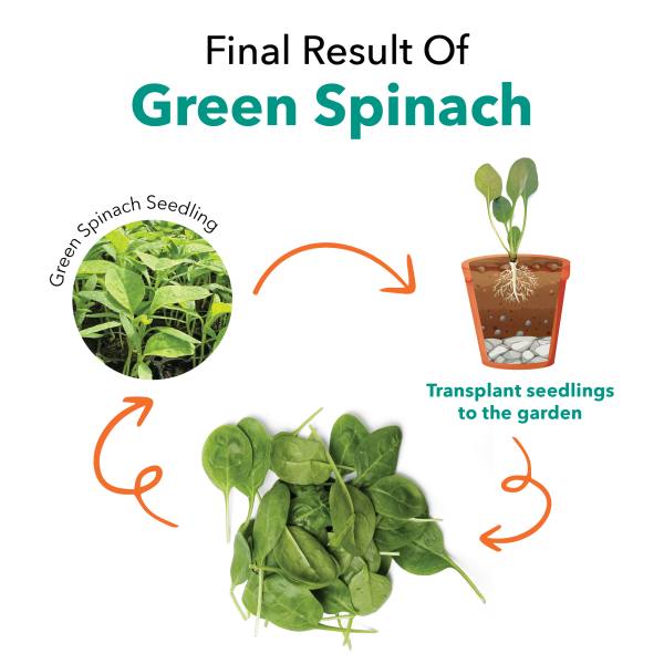 Seedling Green Spinach