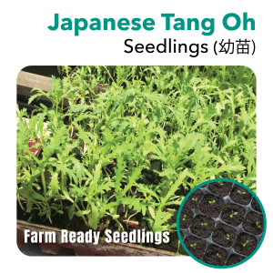 Seedling Tang Oh