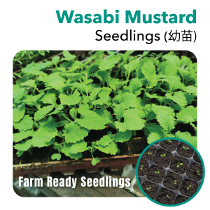 Seedling Wasabi Mustard