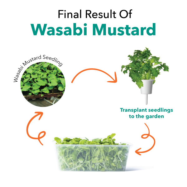 Seedling Wasabi Mustard