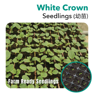 Seedling White Crown