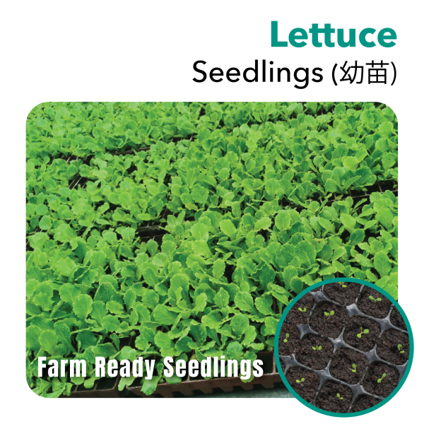 Seedlings Lettuce